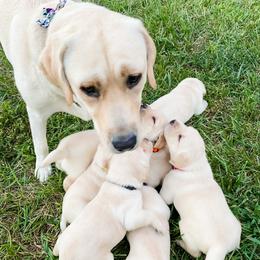 Dilute Retriever Puppies from Weathervane Labs