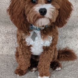 Cavapoo Puppies from Carolina Springs Breeding