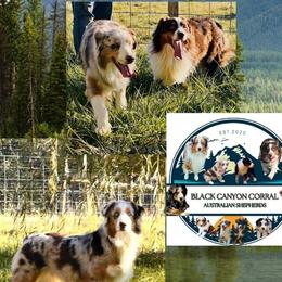 Australian Shepherd puppies from Black Canyon Corral Aussies