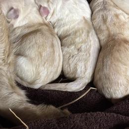 Labrador Retriever Puppies from Gathering Branch Labradors