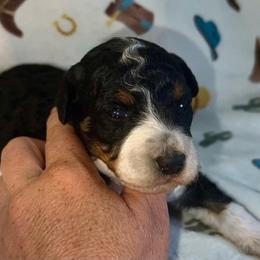 Aria - Black tri-color female Aussiedoodle puppy in Liberty, Texas from Poodles and Doodles Most Excellent Adventures