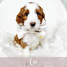 Leo - Parti male Goldendoodle puppy in Mahomet, Illinois from Jordan Family Doodles