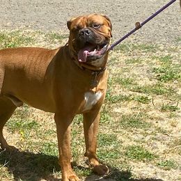 Bullmastiffs from Guardman's