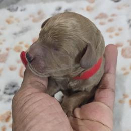Spike - Red  male Poodle puppy in Goodyear, Arizona from Moving and Grooving Pups