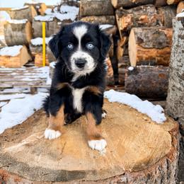 Miniature American Shepherd and Miniature Australian Shepherd Puppies from Sugartop Minis