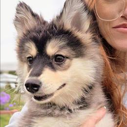 Nutmeg (White Collar) - Black female Pomsky puppy in Kennewick, Washington from Nebula Ranch Pomskies