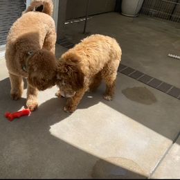 Bernedoodle, Goldendoodle, and Sheepadoodle Puppies from Dhalia’s Doodles