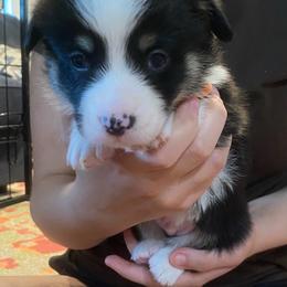 Howard- orange - Black and tan male Pembroke Welsh Corgi puppy in New Richmond, Wisconsin from 10 Mile Creek Farms