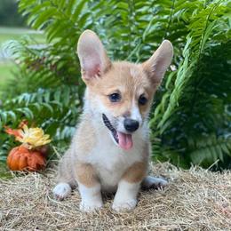 Pembroke Welsh Corgis from Southern Magnolia Corgis