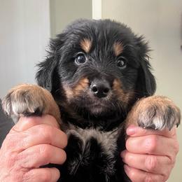 Tiramasu - female Golden Mountain Dog puppy in Seville, Ohio from Retriever Ranch