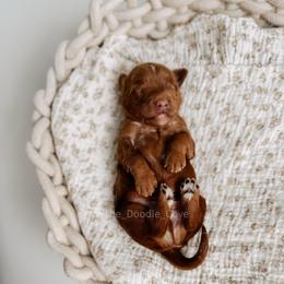 Horseshoe - Red  male Goldendoodle puppy in Syracuse, Indiana from The Doodle Cove