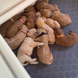 Poodle Puppies from FurEver Poodles