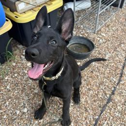 Red Collar Girl - Bi-color female German Shepherd puppy in Universal City, Texas from Jaxinhaus German Shepherds