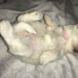 Maltese Puppies from Emotional Amor Support