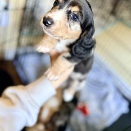 Dachshund Puppies from Triple S Dachshunds