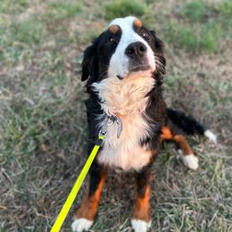 Denver - Bernedoodle