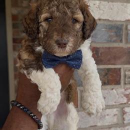 Nutmeg - Sable male Bernedoodle puppy in Richmond, Texas from Harper’s Heartbeats