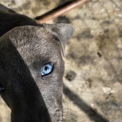 Blue Lacy Puppies from Red River Blue Lacys