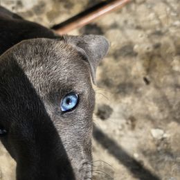 Blue Lacy Puppies from Red River Blue Lacys