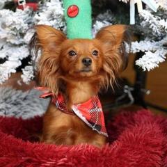 Chickie - Russian Toy