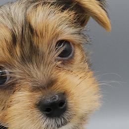 Yorkshire Terriers from Mischief Managed Farm