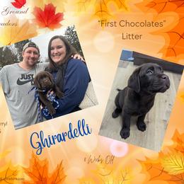 Ghirardelli - Chocolate male Labrador Retriever puppy in Eaton Rapids, Michigan from Higher Ground Labradors