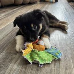 Aussiedoodle, Australian Shepherd, Poodle, Shihpoo, and Shih Tzu Puppies from Rockiń N Kennel