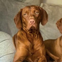 Vizslas from Pantana Kennels