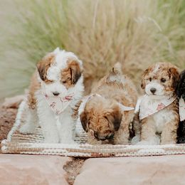 Bernedoodles, Cavapoos, and Sheepadoodles from Arizona Desert Doodles