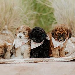 Bernedoodles, Cavapoos, and Sheepadoodles from Arizona Desert Doodles