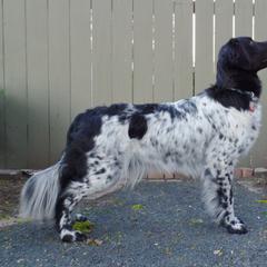 Stabyhoun All Grown Up from Fryske Point
