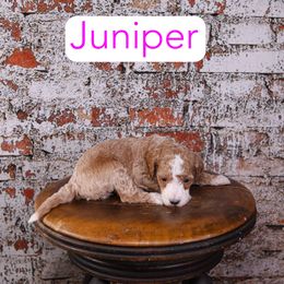 Juniper - Red  female Goldendoodle puppy in Calhoun, Georgia from Happy Top Doodles