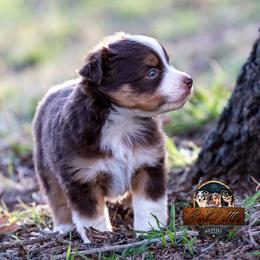 Miniature American Shepherd, Miniature Australian Shepherd, and Toy Australian Shepherd Puppies from Best Little Aussies