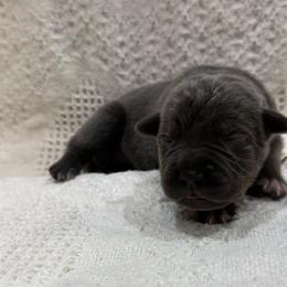 Stormi - Gray female Cane Corso puppy in Utah from 3Lake Kennelz