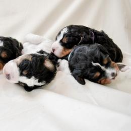 Bernedoodle Puppies from Sugar Valley Doodles