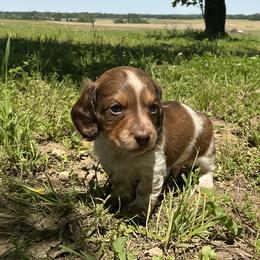 Dachshund Puppies from Monroe’s Hillcrest Dachshunds