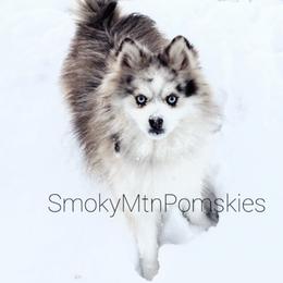Banzai - Pomsky