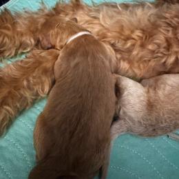 Katara - Apricot female Goldendoodle puppy in Glen Daniel, West Virginia from Dani’s Doodles