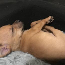 Sahara - Fawn and white female Chihuahua puppy in Mesa, Arizona from Sun Valley Chihuahuas & Malinois