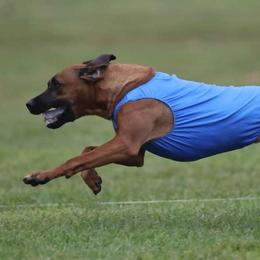 Sugar - Rhodesian Ridgeback