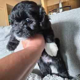 Socks - Black & white female Maltipoo puppy in Richmond, Texas from Kirksey Texas Elite Maltidoodles