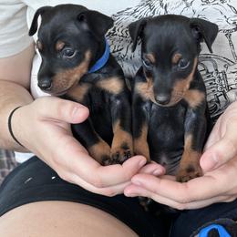 Manchester Terrier puppies from Mystic Manchesters