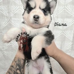 Diana - Black and white female Pomsky puppy in Blaine, Minnesota from Yuna's Pomsky