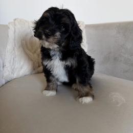 Spring - Tri-color female Bernedoodle puppy in Payson, Utah from Country Sky Doodles