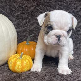 Bulldog Puppies from Tiny Tanks Kennel
