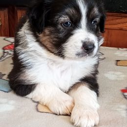 Australian Shepherd Puppies from 2bar Aussies