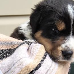 Boy 3 - Black tri-color Australian Shepherd puppy in Belews Creek, North Carolina from Tilley's Aussies