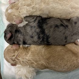 Sheepadoodle Puppies from Sarah Pearl’s Mini Sheepadoodles