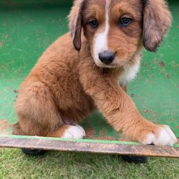Bernedoodle Puppies from Bayou Blu's Bernedoodles