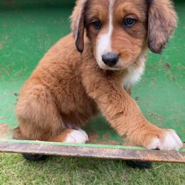 Bernedoodle Puppies from Bayou Blu's Bernedoodles